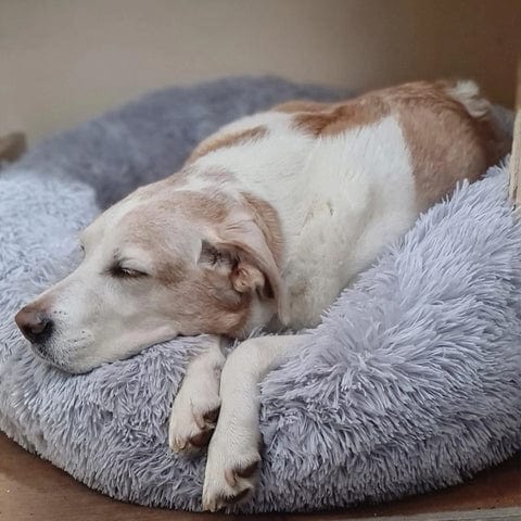 Luna Kalmerend Hondenbed – Zacht Rond Bed met Verhoogde Rand