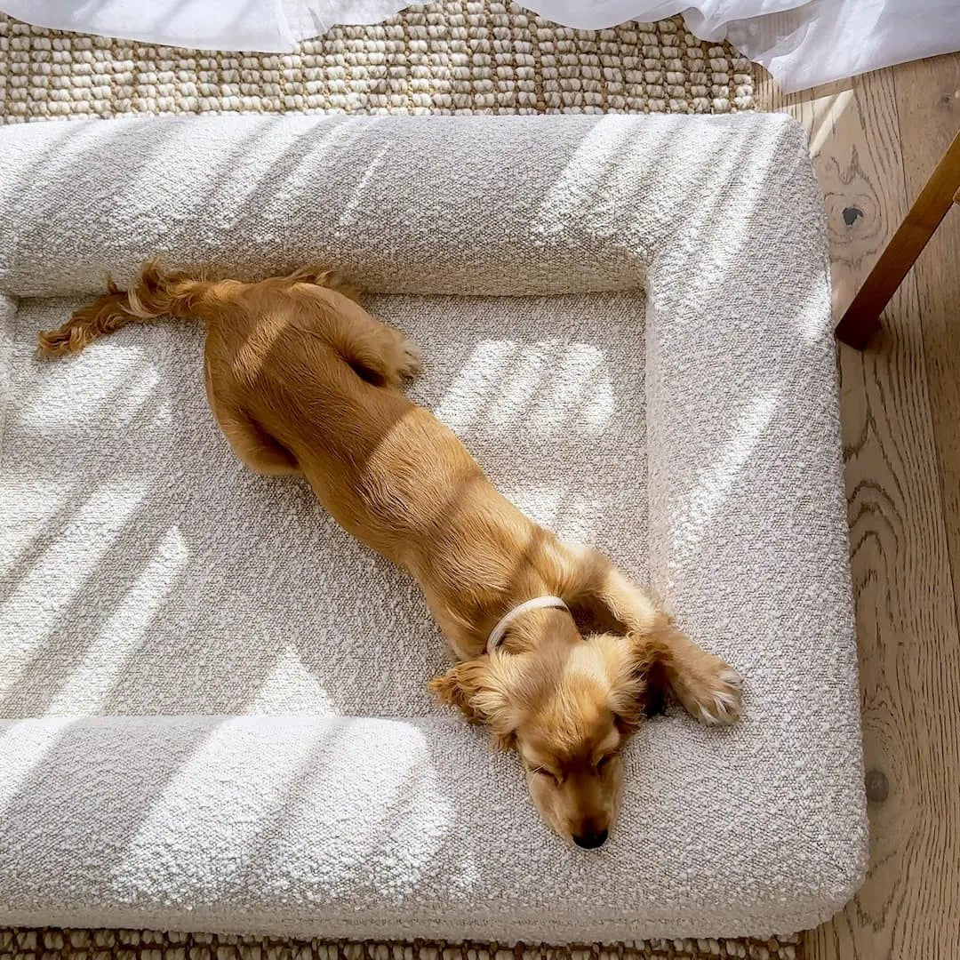 ZachtPoot Orthopedisch Hondenkussen met Memory Foam