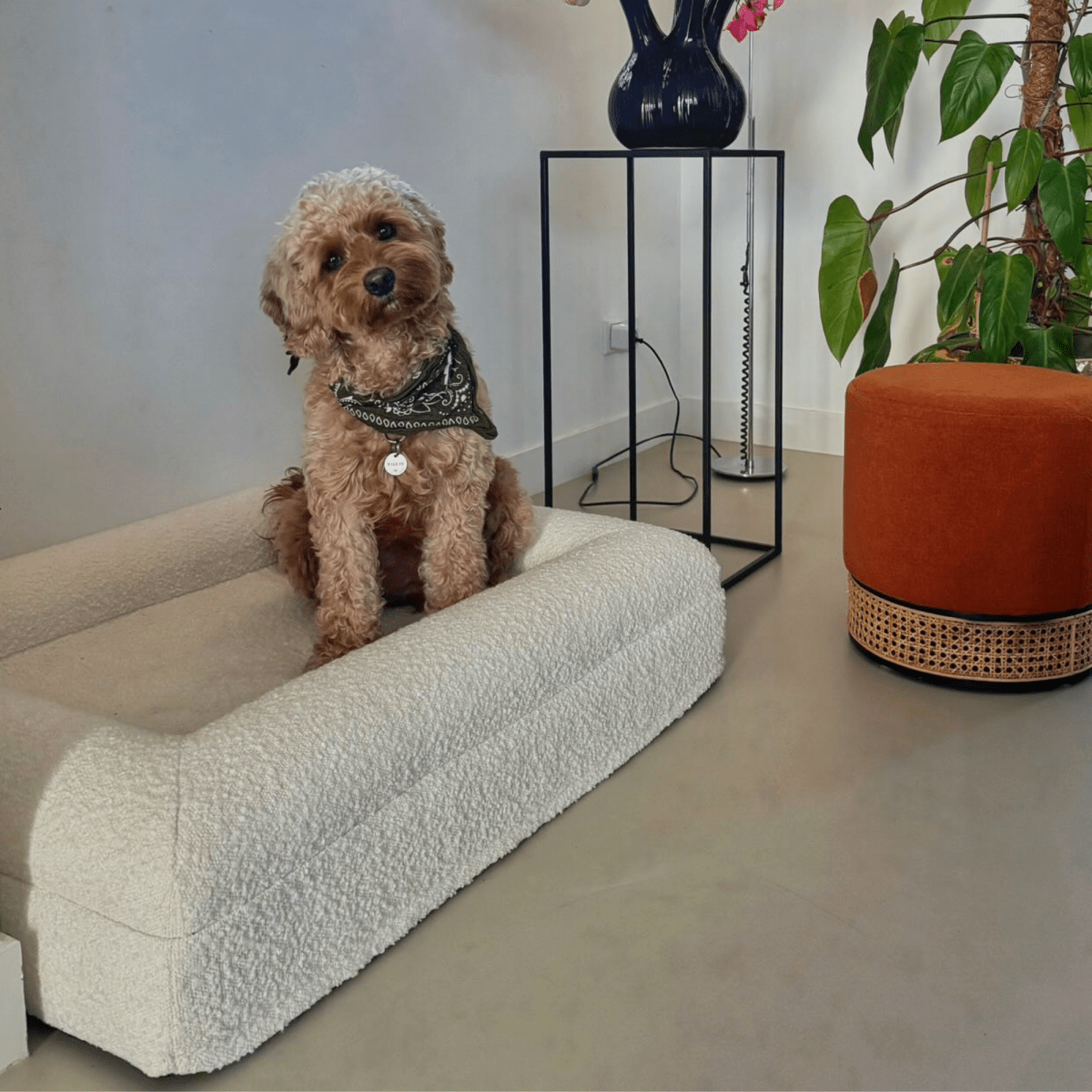 ZachtPoot Orthopedisch Hondenkussen met Memory Foam