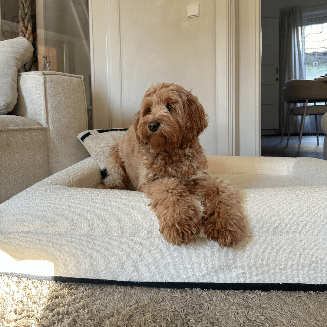 ZachtPoot Orthopedisch Hondenkussen met Memory Foam