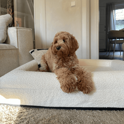 ZachtPoot Orthopedisch Hondenkussen met Memory Foam